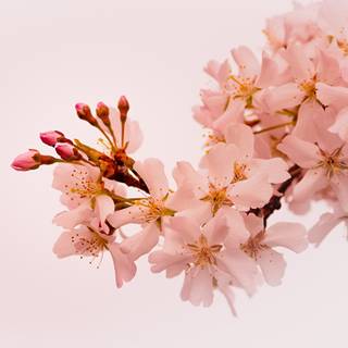 Spring tree desktop wallpaper