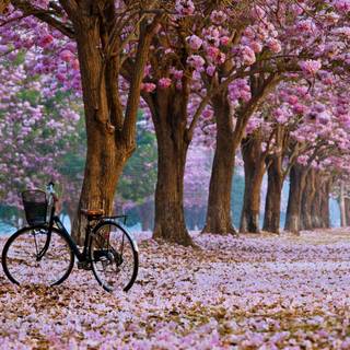 Spring tree desktop wallpaper