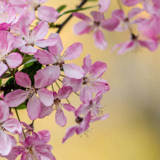 Spring tree desktop wallpaper