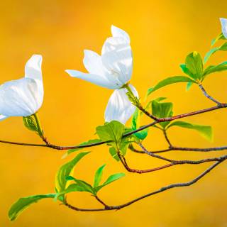 Spring tree desktop wallpaper