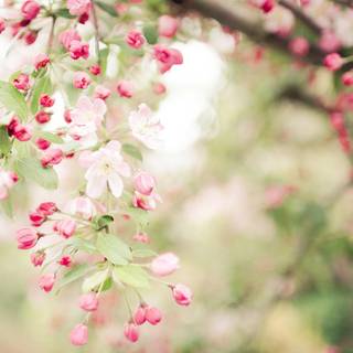 Spring tree desktop wallpaper