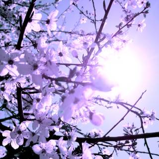 Spring tree desktop wallpaper