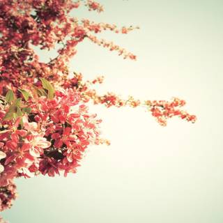 Spring tree desktop wallpaper