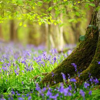 Spring tree desktop wallpaper