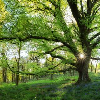 Spring tree desktop wallpaper
