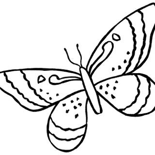 Butterfly drawing easy wallpaper