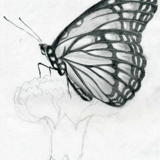 Butterfly drawing easy wallpaper