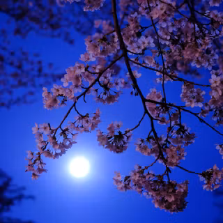 Moon with flowers wallpaper