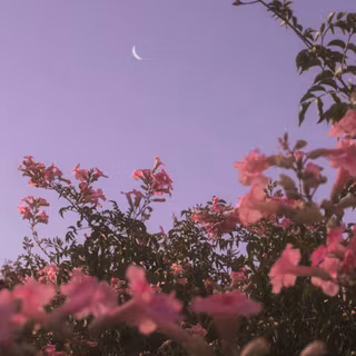 Moon with flowers wallpaper