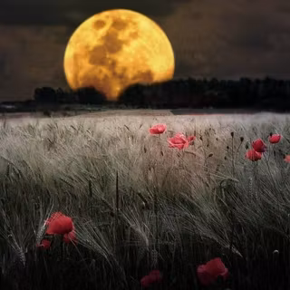 Moon with flowers wallpaper