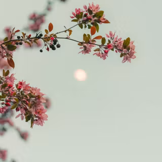 Moon with flowers wallpaper