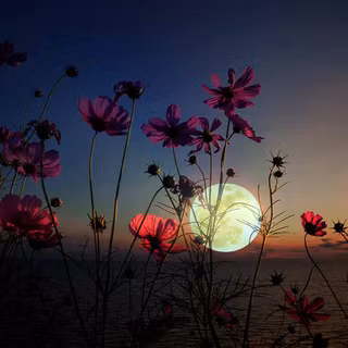 Moon with flowers wallpaper