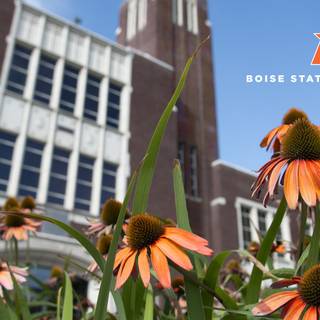 BSU wallpaper