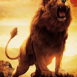 Lion portrait wallpaper