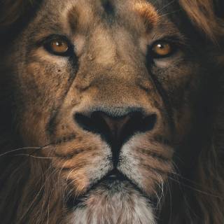 Lion portrait wallpaper