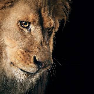 Lion portrait wallpaper