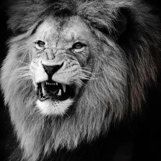 Lion portrait wallpaper