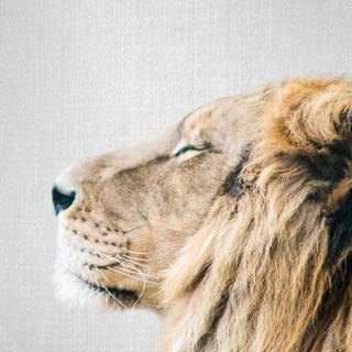 Lion portrait wallpaper