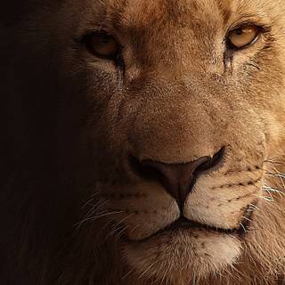 Lion portrait wallpaper