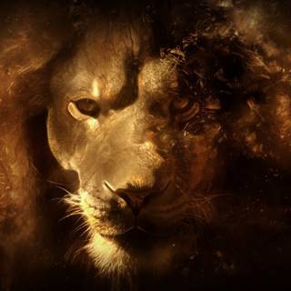 Lion portrait wallpaper