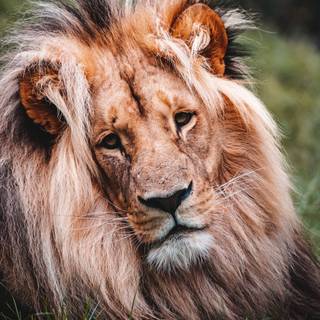 Lion portrait wallpaper