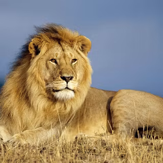 Lion portrait wallpaper