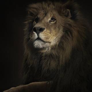 Lion portrait wallpaper