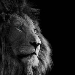 Lion portrait wallpaper