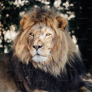 Lion portrait wallpaper