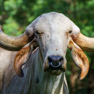 Gyr cattle wallpaper