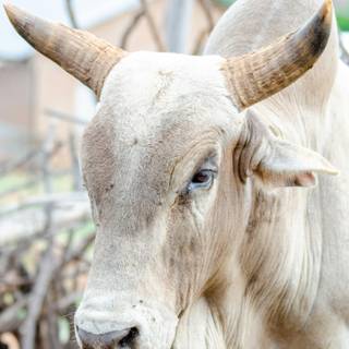 Gyr cattle wallpaper