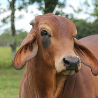 Gyr cattle wallpaper