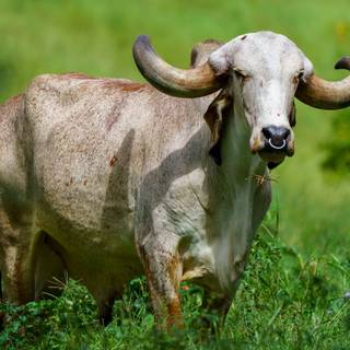 Gyr cattle wallpaper
