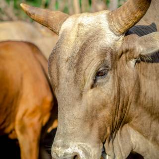 Gyr cattle wallpaper