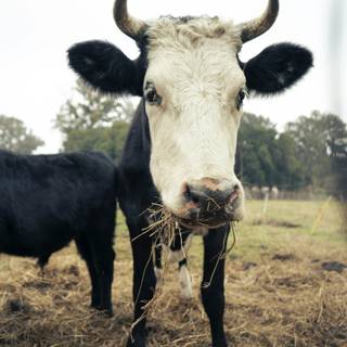 Gyr cattle wallpaper