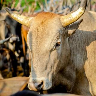 Gyr cattle wallpaper