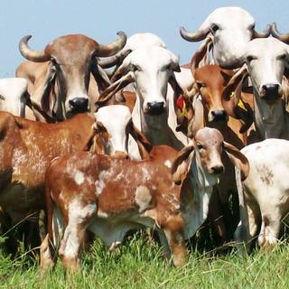 Gyr cattle wallpaper