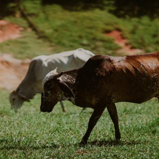 Gyr cattle wallpaper
