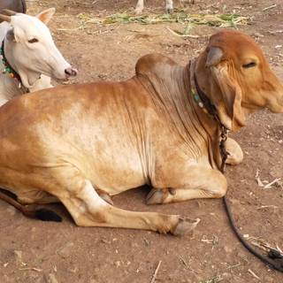 Gyr cattle wallpaper