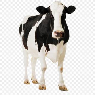 Gyr cattle wallpaper