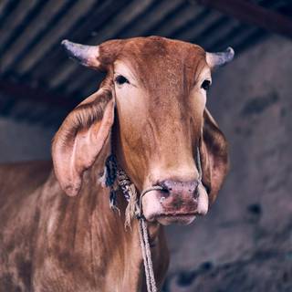 Gyr cattle wallpaper