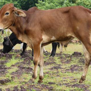Gyr cattle wallpaper