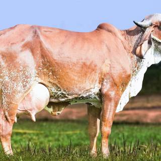 Gyr cattle wallpaper