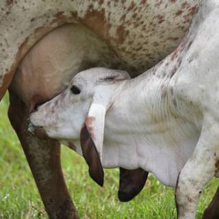 Gyr cattle wallpaper