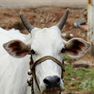 Gyr cattle wallpaper