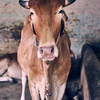 Gyr cattle wallpaper