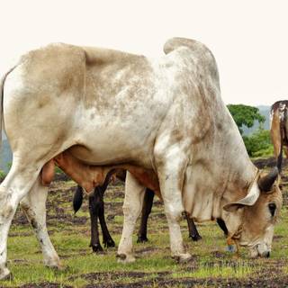 Gyr cattle wallpaper