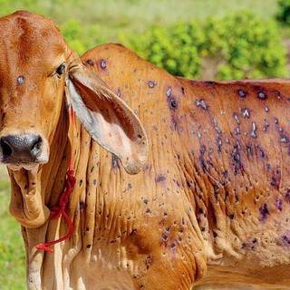 Gyr cattle wallpaper
