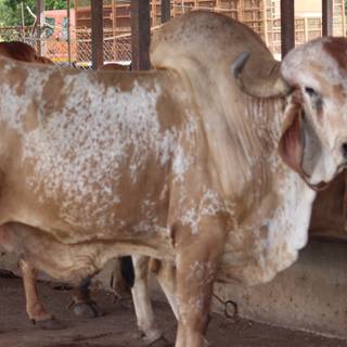 Gyr cattle wallpaper