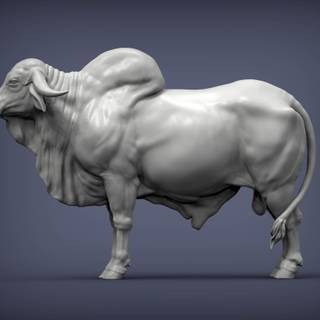 Gyr cattle wallpaper